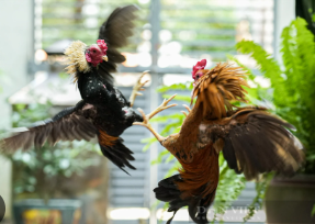 Đá gà tre Tại E2BET