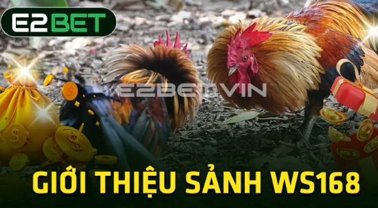 Kinh nghiệm khi cược đá gà tại sảnh WS168