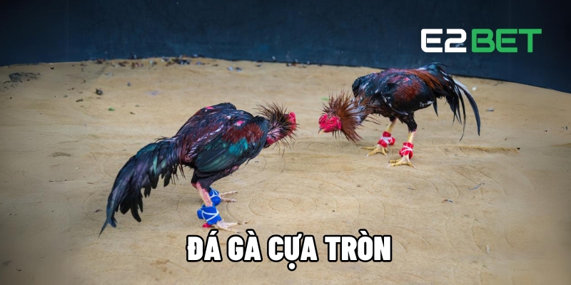 E2bet đá gà cựa tròn