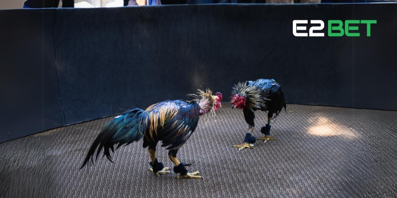 Đá Gà Cựa Tròn