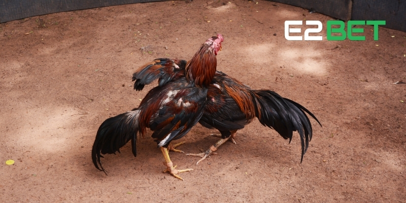 e2bet luật đá gà 