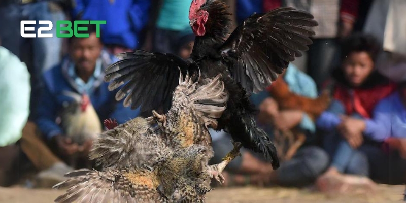 Gà Đá Thomo – Lựa Chọn Giải Trí Đỉnh Cao Cho Người Chơi E2BET