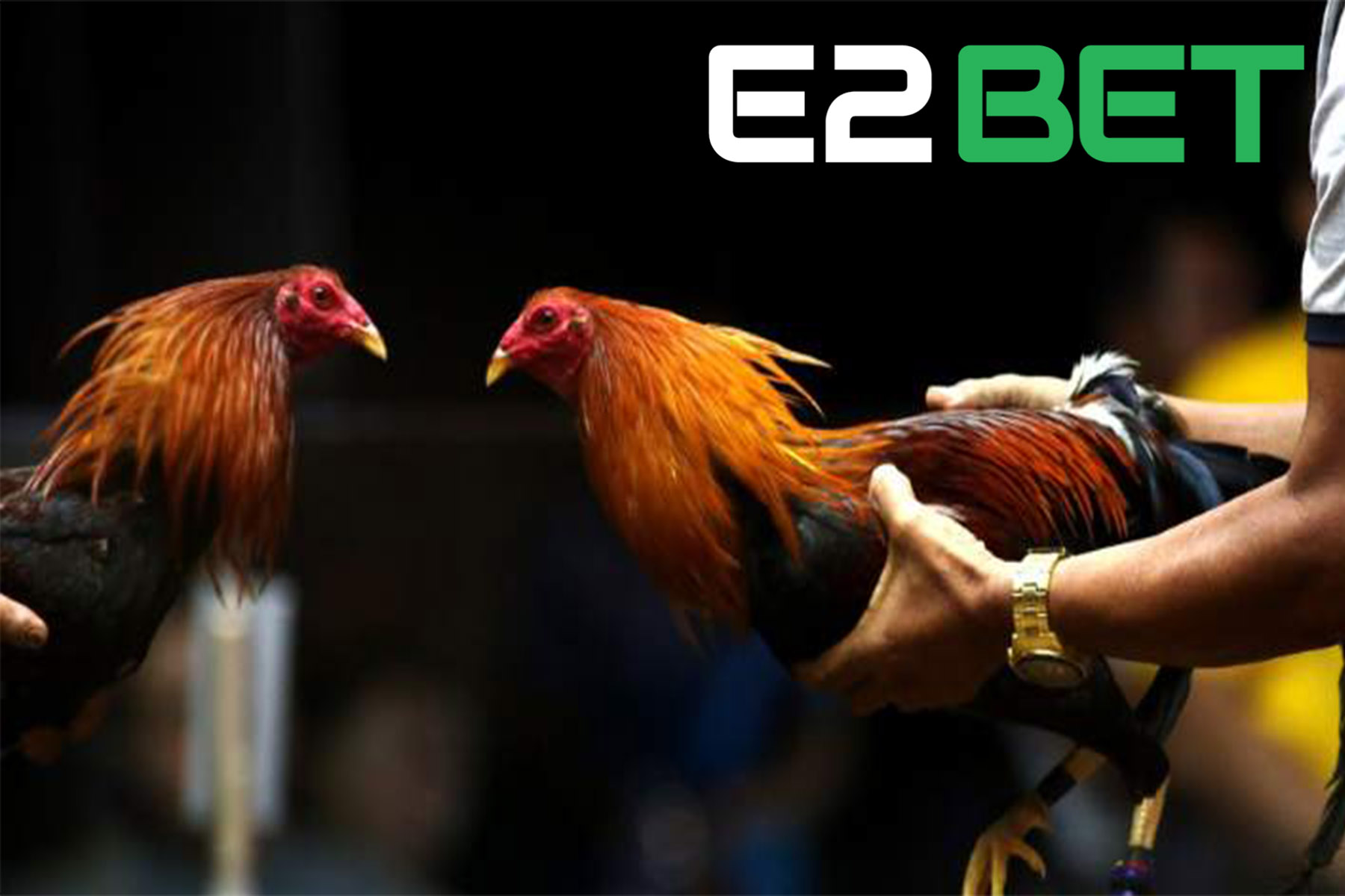 đá gà trực tiếp E2BET