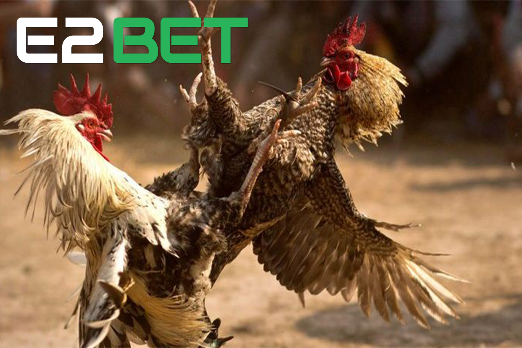 Kinh nghiệm cá cược live đá gà tại E2BET