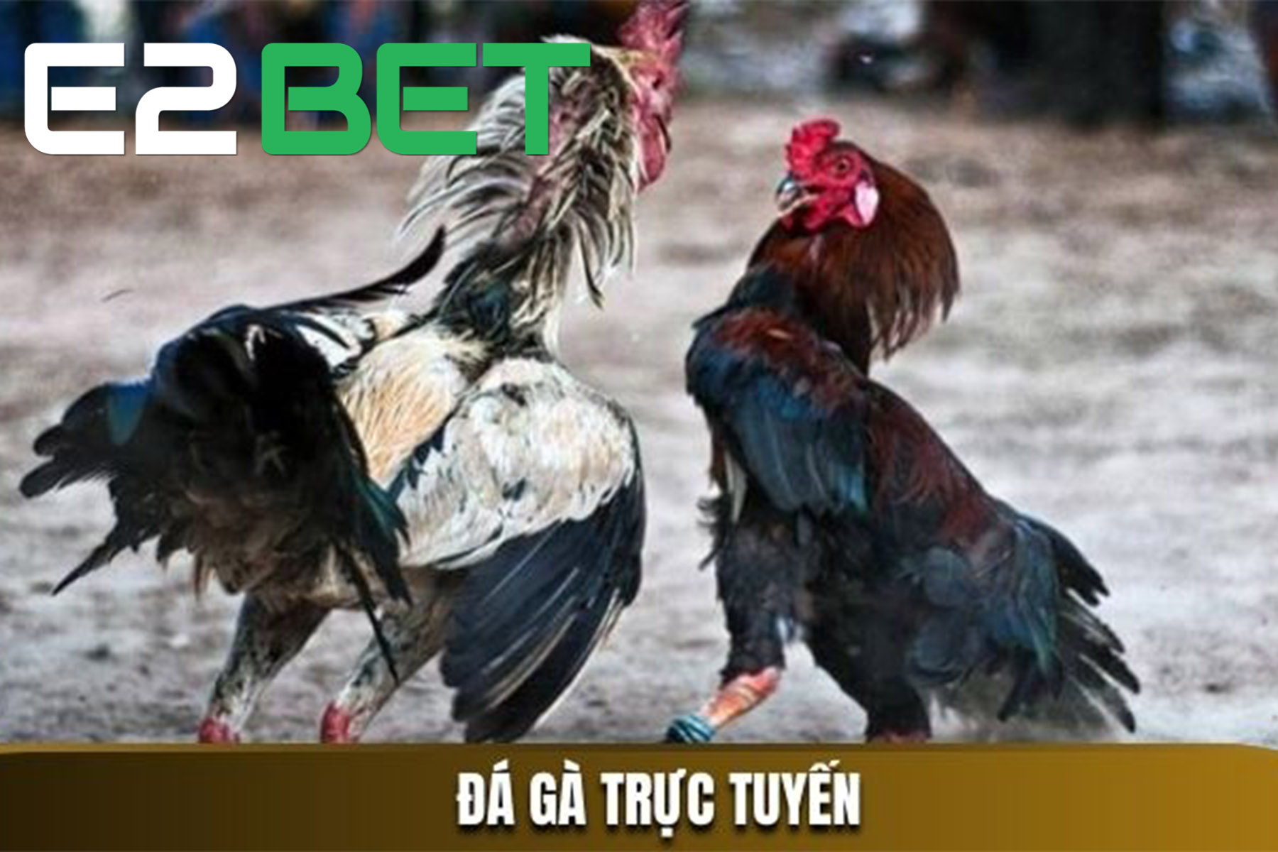 Đá gà trực tuyến với chất lượng hình ảnh tuyệt vời
