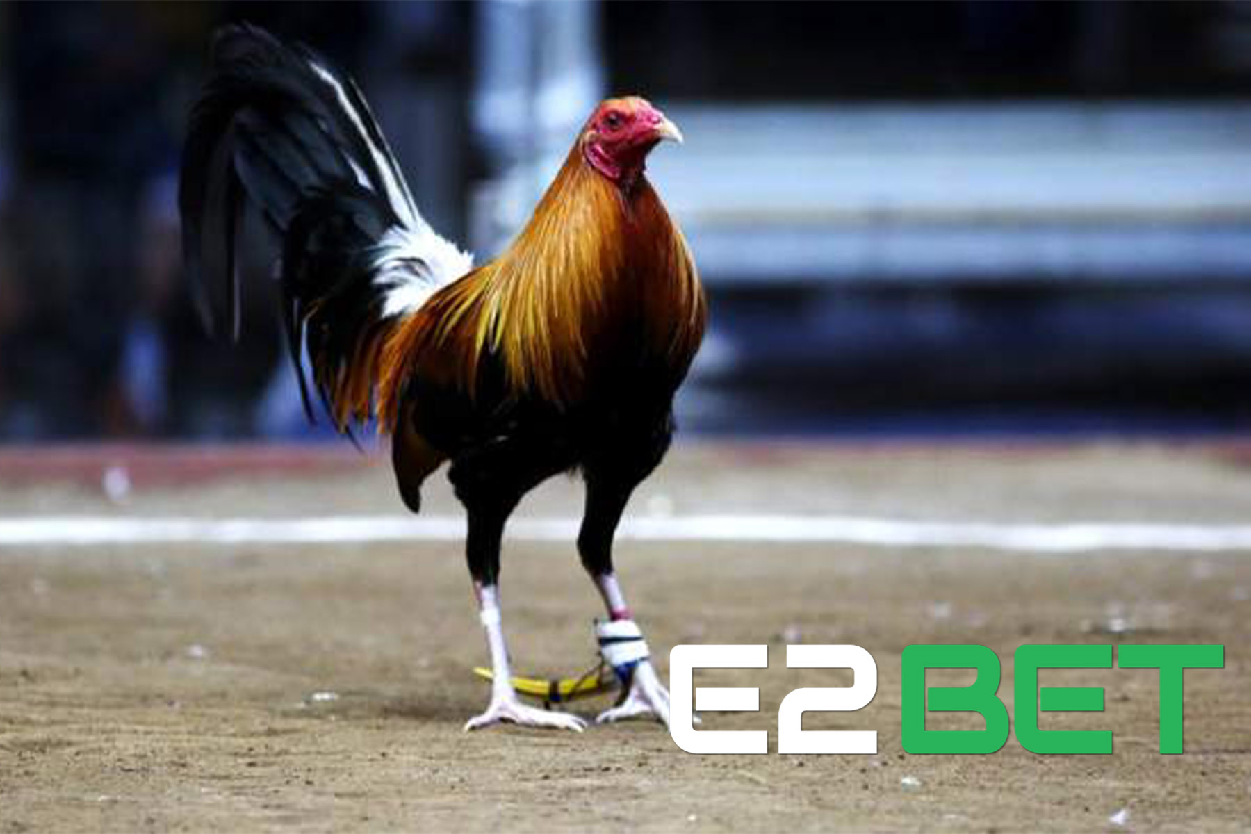 Xem đá gà trực tiếp là gì?